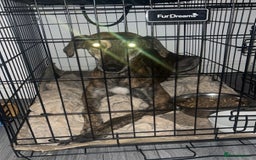 Greyhound dogs for sale: Blaze - Image 1