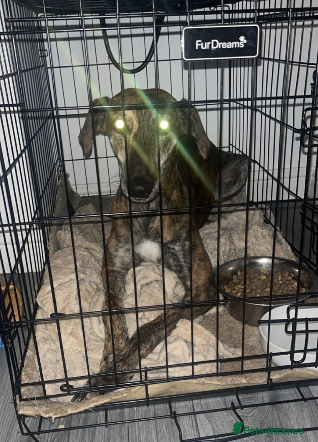 Greyhound dogs for sale: Blaze - Image 1