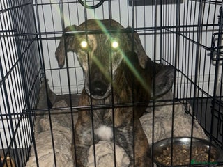 Greyhound dogs for sale - Advert 1