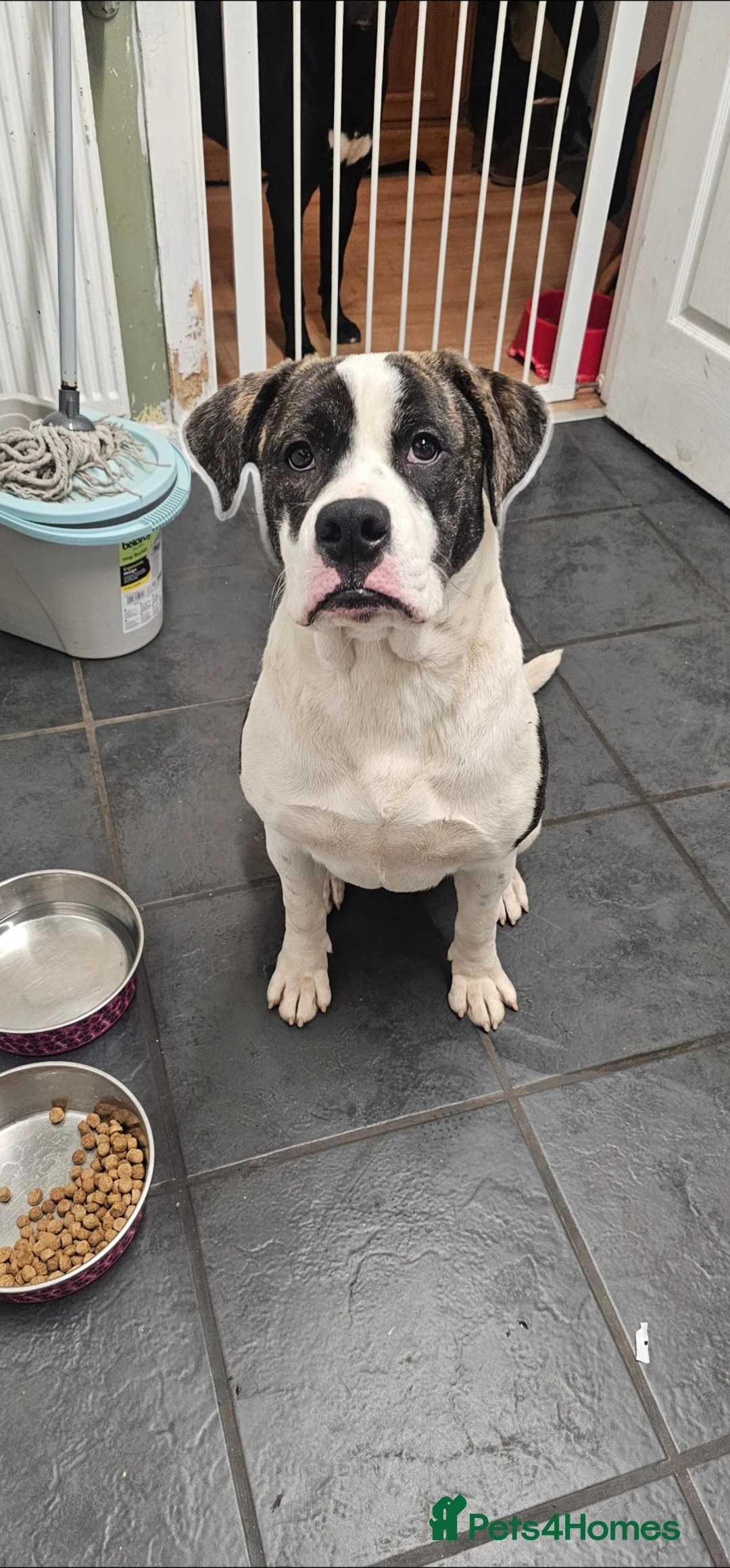 Mixed Breed dogs for sale: Puppys  - Advert 1