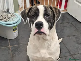 Mixed Breed dogs Puppys - Advert 1