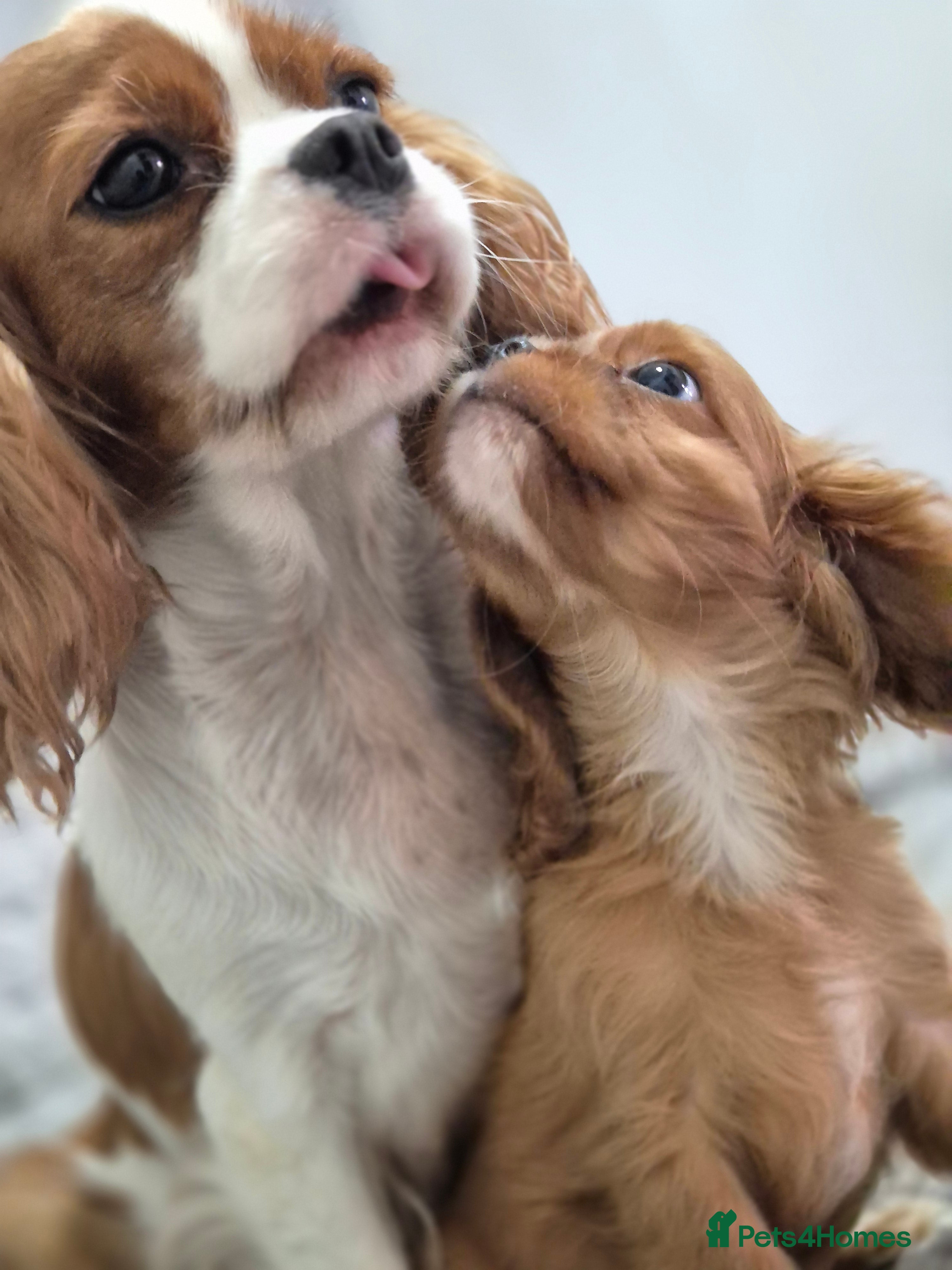 Cavalier King Charles Spaniel dogs Last Fully vac,Cavalier KingCharles Boy ReadyNow - Advert 2
