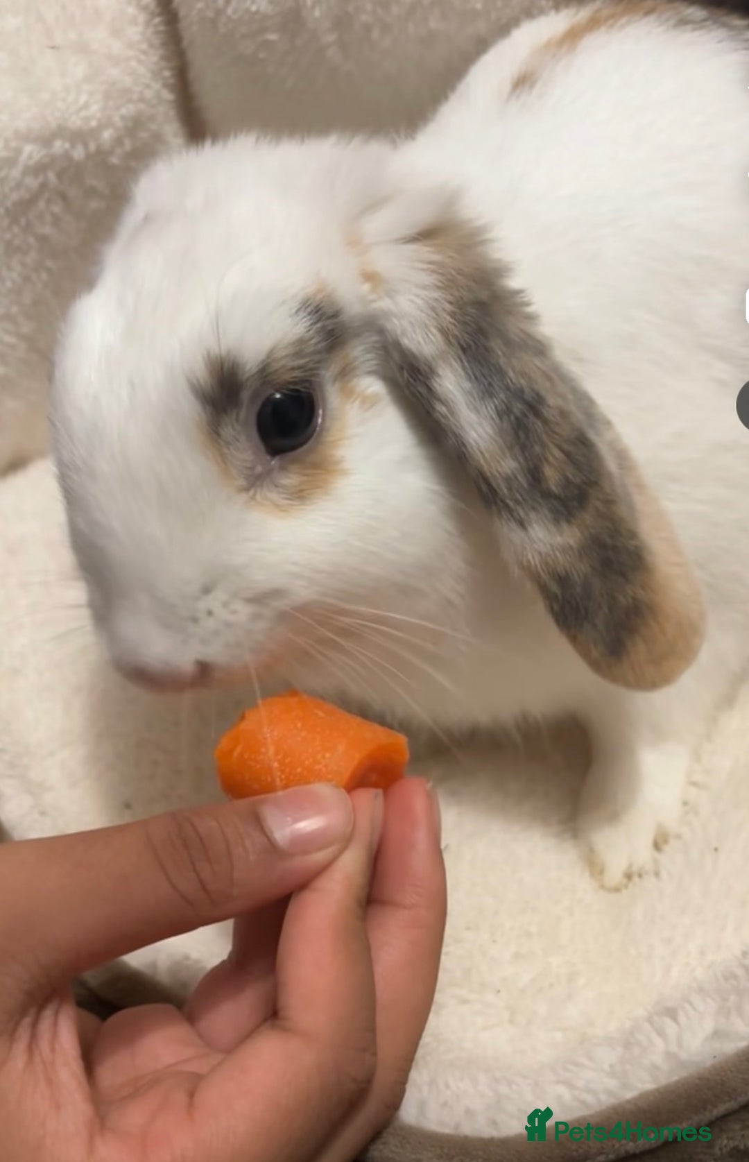 Dutch rabbits for sale: Rehoming Bunny - Advert 2