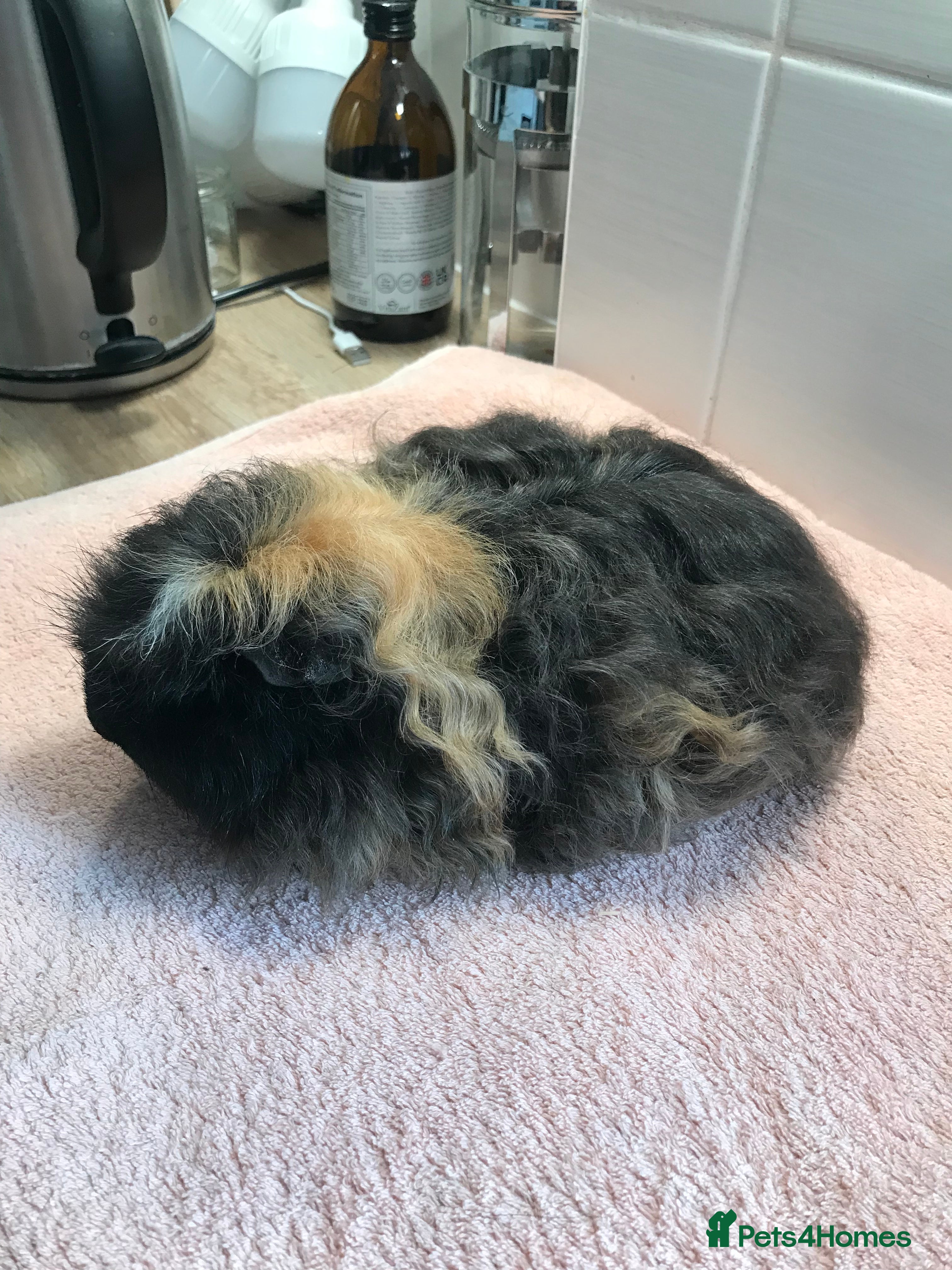 Guinea Pig rodents Super Merino Boar - Advert 10