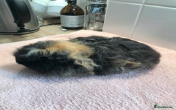 Guinea Pig rodents for sale: Self Black Boar -Pair of Fox Boars and Merino Boar - Advert 10