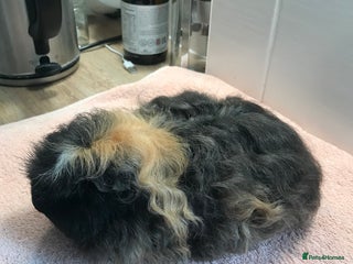 Guinea Pig rodents Super Merino Boar - Advert 7