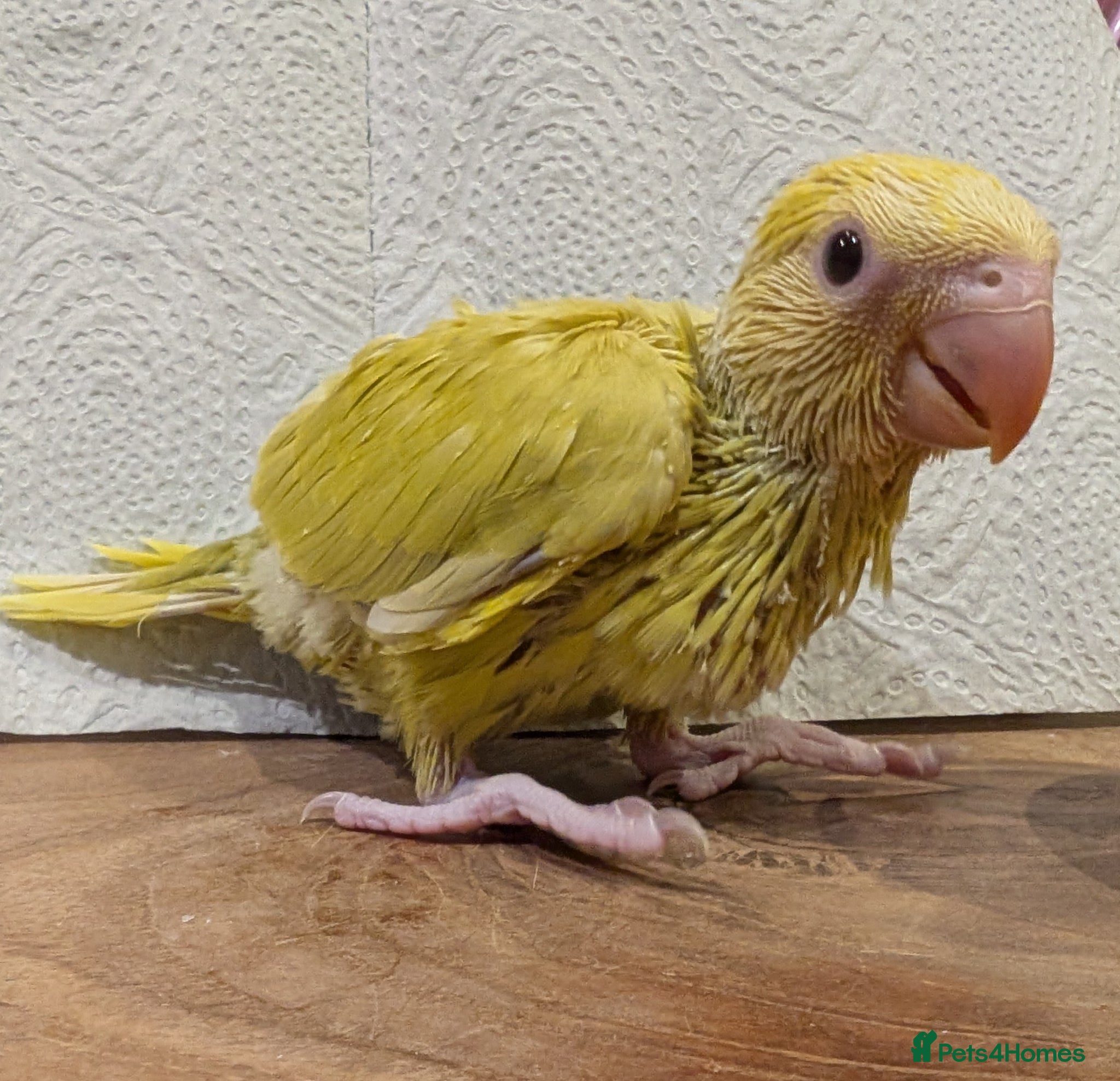 Ringnecks birds Handreared baby ringnecks  - Advert 8