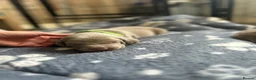 Weimaraner dogs for sale: Kc registered Silver Weimaraner puppies for sale  - Advert 27