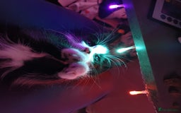 Mixed Breed cats for sale: Artie (Big T)  - Image 3