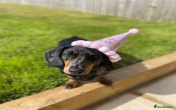 Dachshund dogs for sale: Daschund  - Image 18