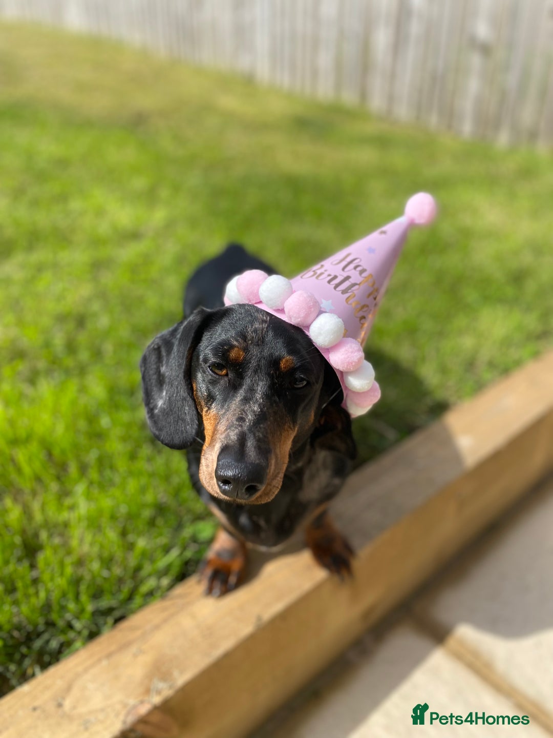 Dachshund dogs for sale: Daschund  - Image 18