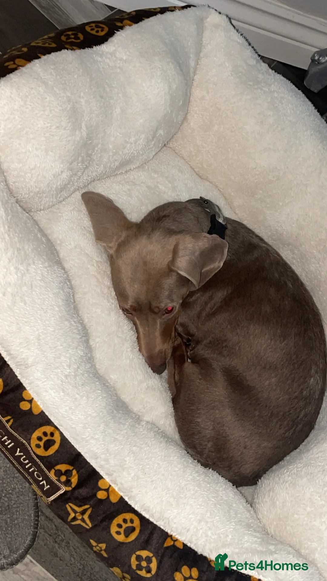 Miniature Dachshund dogs for sale: Dachshund Silver Delph  - Advert 5