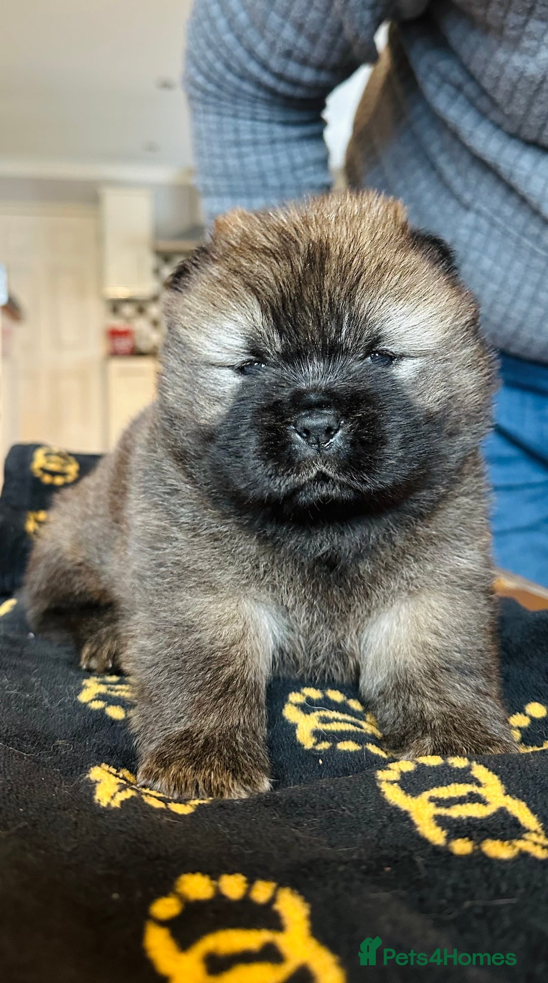 Chow Chow dogs for sale: Stunning KC registered Chow Chow puppies  - Advert 1