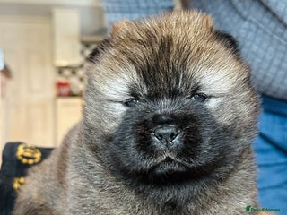 Chow Chow dogs Stunning KC registered Chow Chow puppies - Advert 13