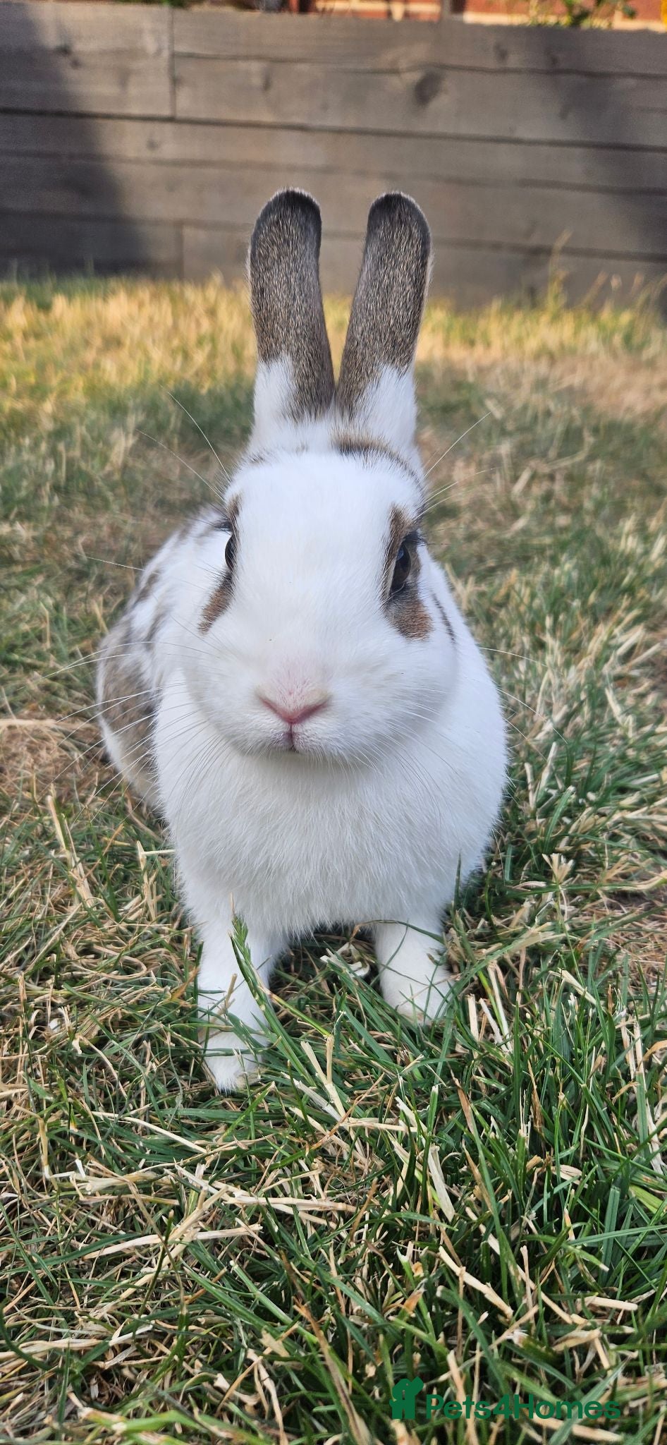 Mini Lop rabbits Two Female Bunnies Looking for a Loving New Home - Advert 1