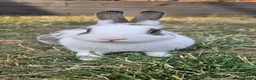 Mini Lop rabbits for sale: Two Female Bunnies Looking for a Loving New Home in Aylesbury - Advert 1