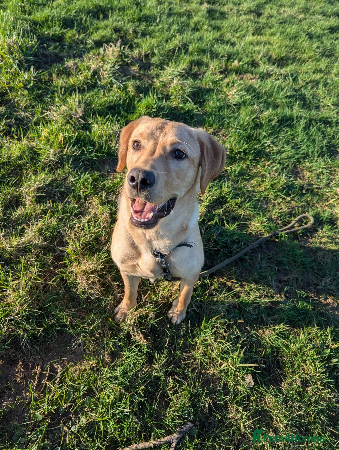 Labrador Retriever dogs for sale: Gorgeous therapy dog prospect  - Advert 3