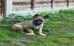 Belgian Shepherd Dog dogs for sale: Top working line puppies  - Image 33