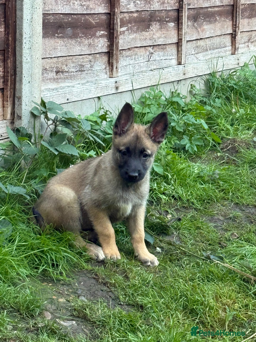 Belgian Shepherd Dog dogs for sale: Top working line puppies  - Image 33