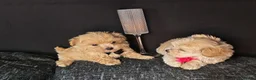 Maltipoo dogs for sale: Maltipoo Miny ready to Leave soon - Advert 19