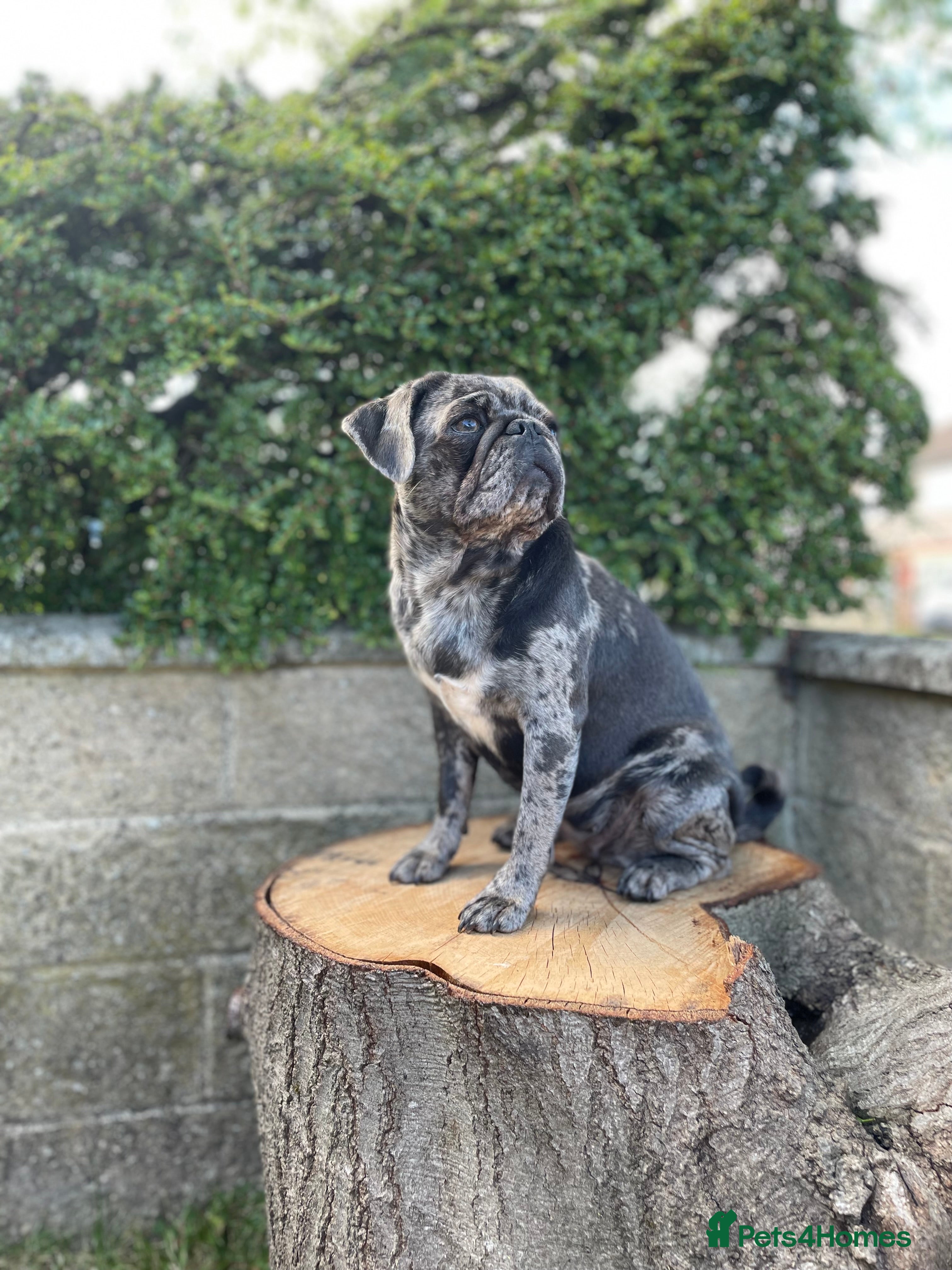 Pug dogs Blue merle pug girl  - Advert 13