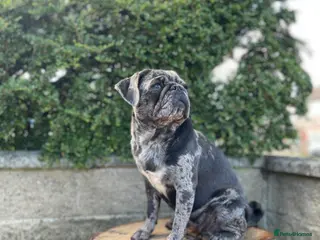 Pug dogs Blue merle pug girl - Advert 13