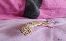 Leopard Gecko reptiles for sale: Baby's leopard geckos  in Rochester - Image 14