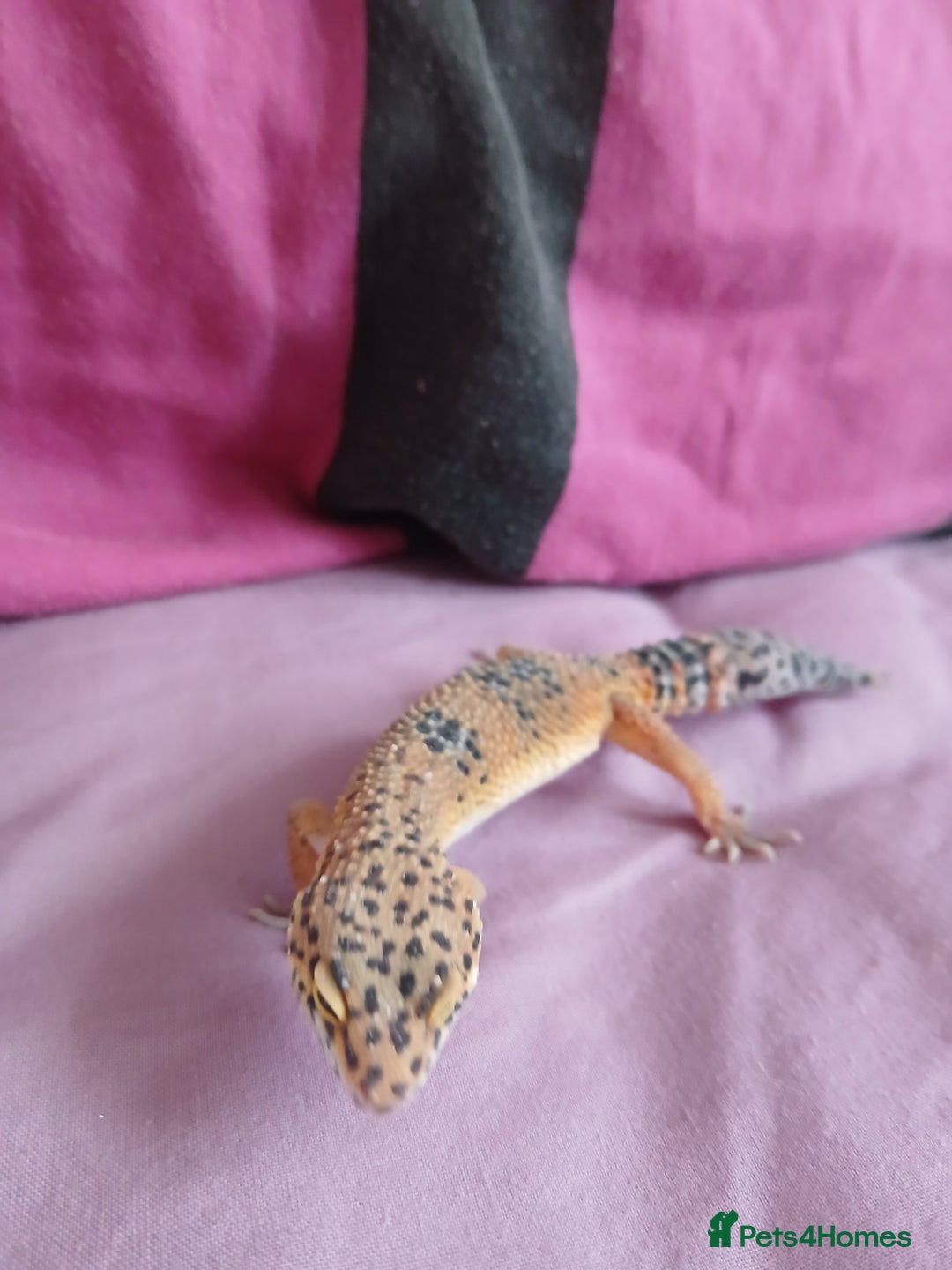 Leopard Gecko reptiles for sale: Baby's leopard geckos  in Rochester - Image 14