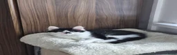 Mixed Breed cats for sale: 4 gorgeous kitten looking for their forever home - Advert 13