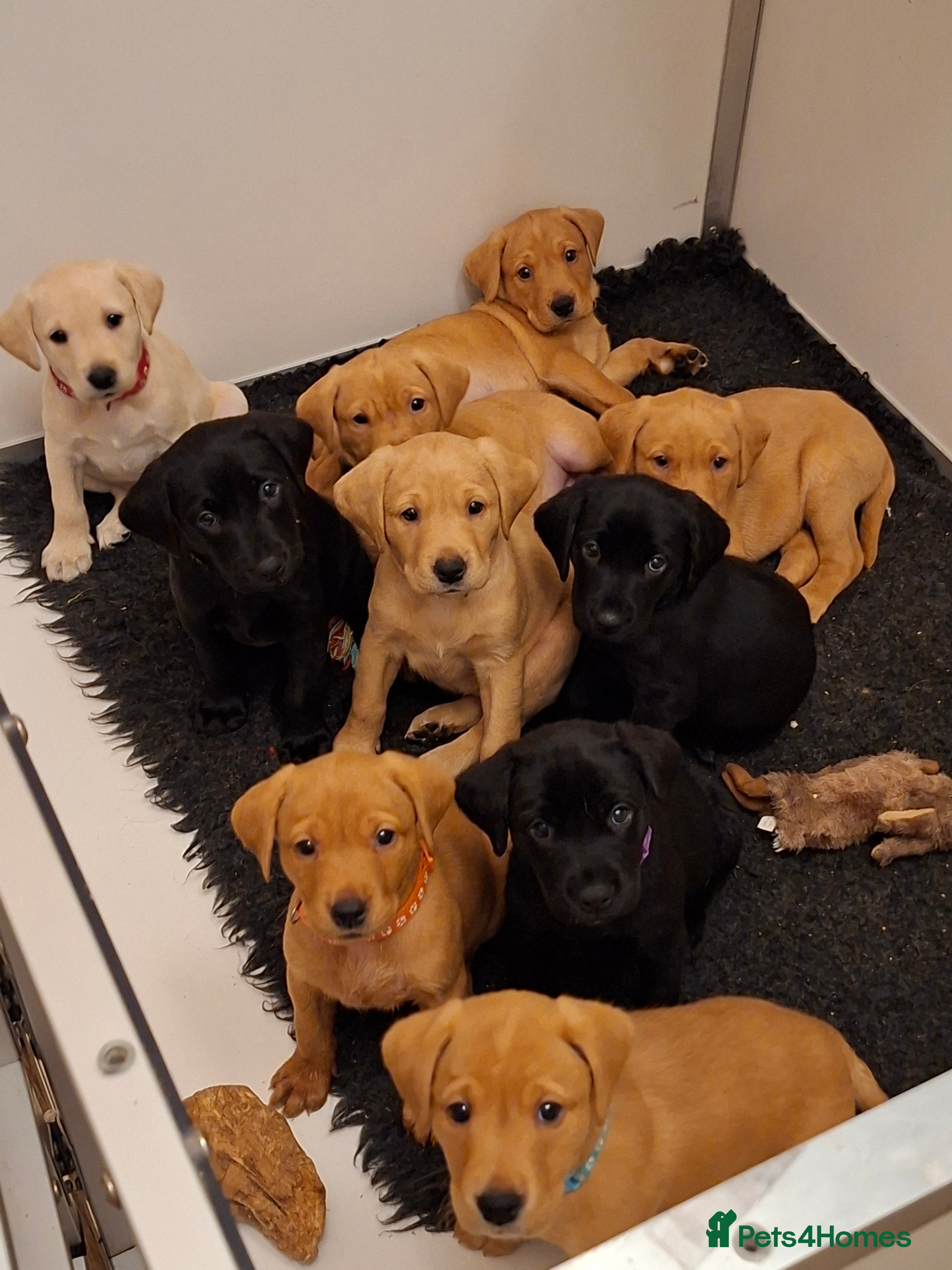 Labrador Retriever dogs Labrador Retriever litter - Advert 7