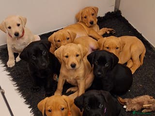 Labrador Retriever dogs Labrador Retriever litter - Advert 7