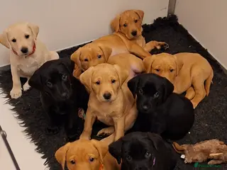 Labrador Retriever dogs Labrador Retriever litter - Advert 13