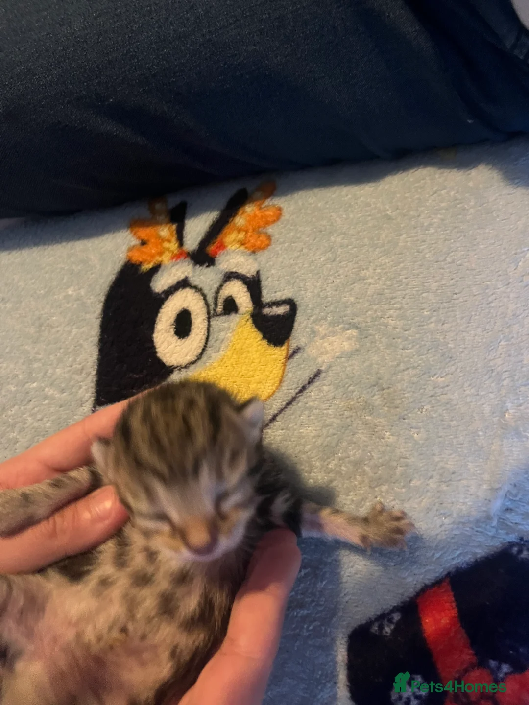 Mixed Breed cats for sale: Amber Bengal X shorthaired Black kittens in Cambridge - Advert 4