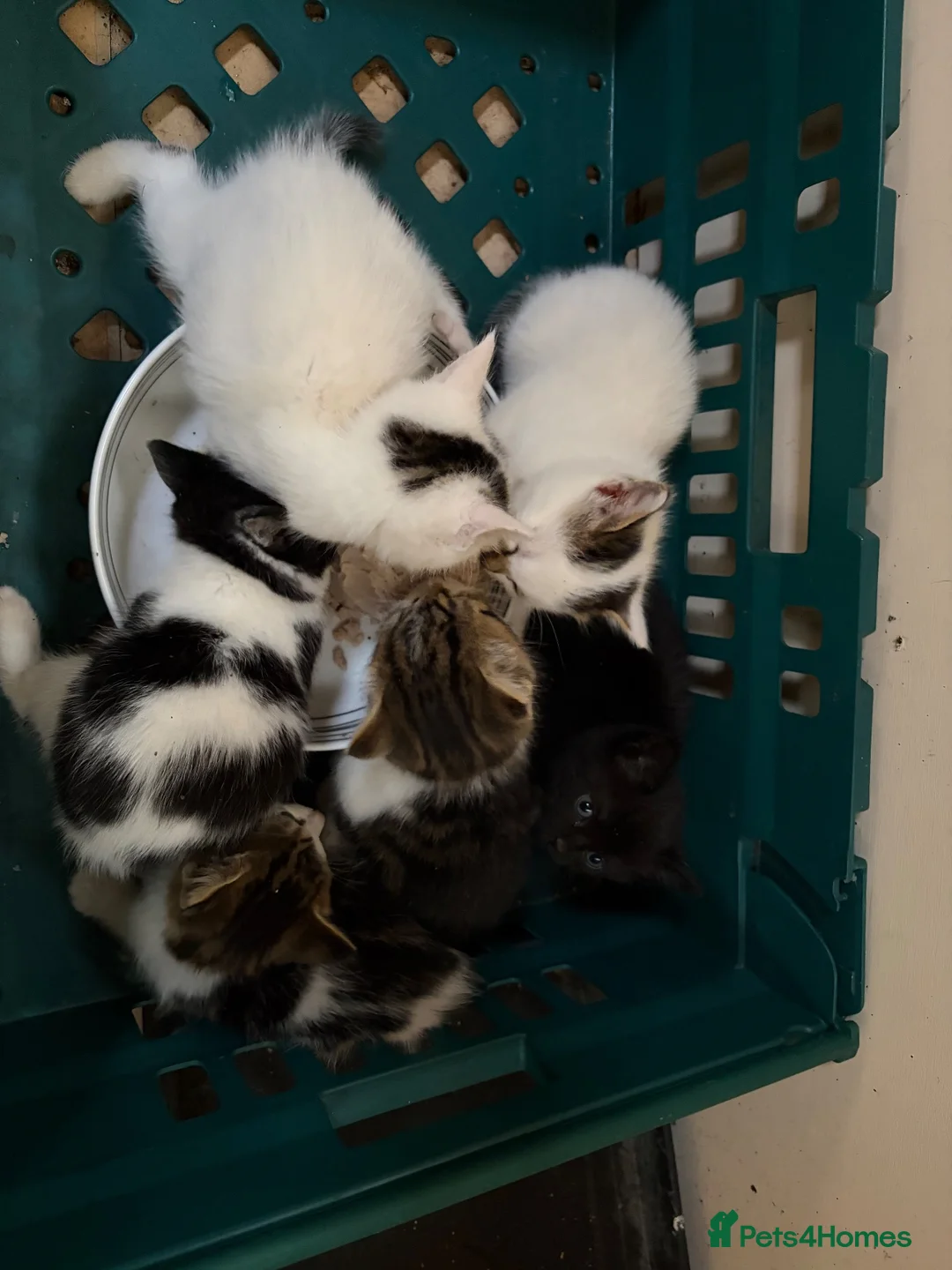Mixed Breed cats for sale: Ready now Kittens  - Advert 2