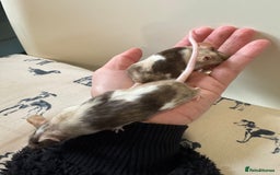 Mouse rodents for sale: 2 x Female mice with Cage - Image 1