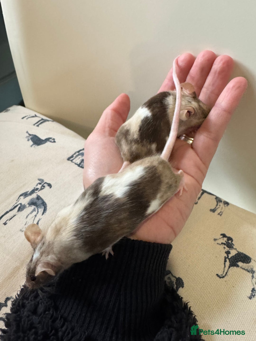 Mouse rodents for sale: 2 x Female mice with Cage - Image 1