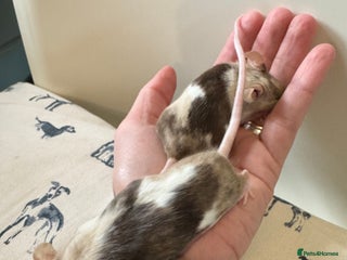 Mouse rodents for sale - Advert 1