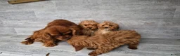 Cavapoo dogs for sale: 3 stunning cavapoo girls ready now - Advert 11