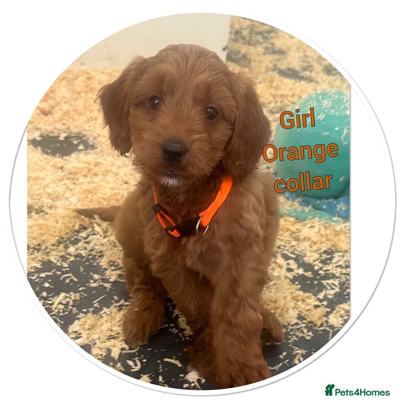 Cockapoo dogs Licensed Rox 4 red F1b  fully  health tested  - Advert 8