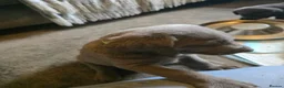 Mixed Breed dogs for sale: Weimaraner cross in Tonypandy - Advert 11