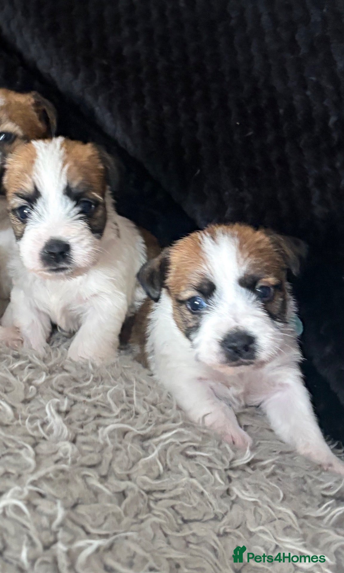Jack Russell dogs for sale: Beautiful rough coat Jack Russell puppies  - Advert 2