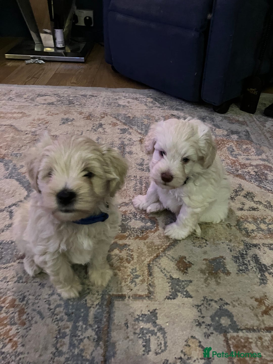 Schnoodle dogs for sale: Schnoodle puppies 3 available from a litter of 5 - Advert 2