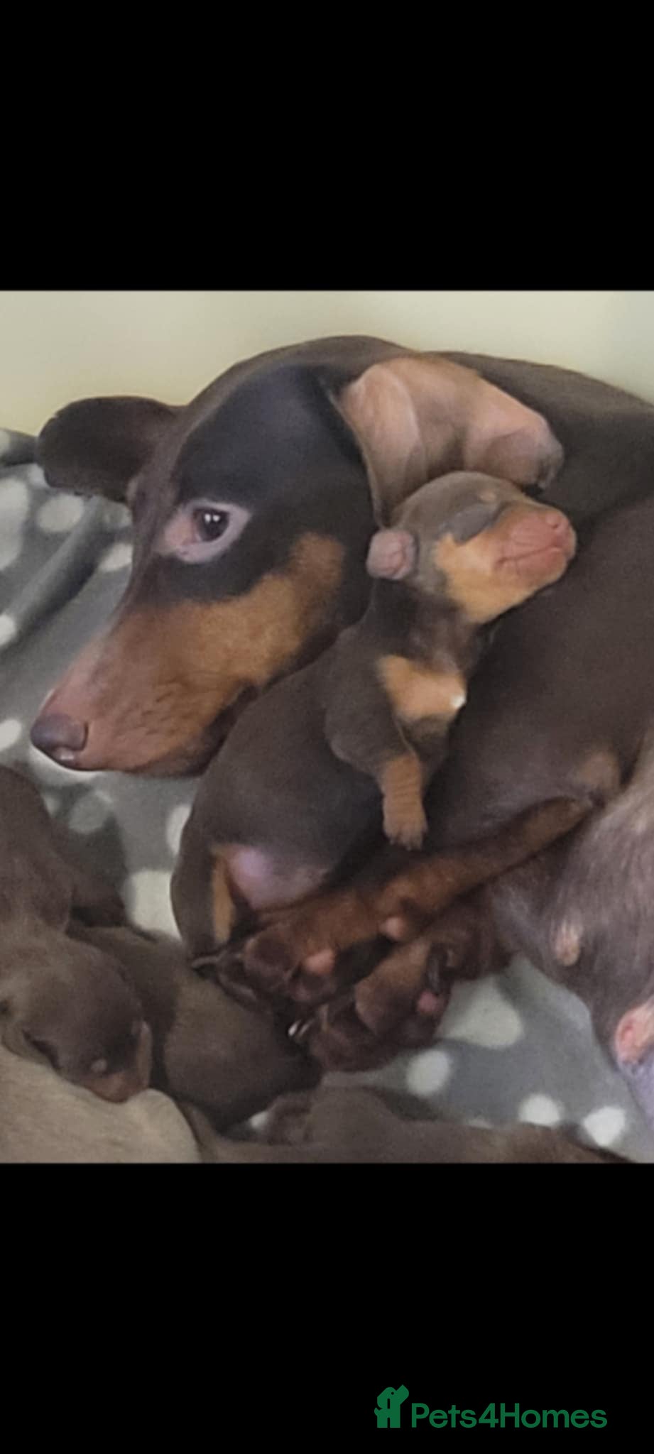 Miniature Dachshund dogs Stunning Miniature Dachshund Puppies 2 Week Old - Advert 1
