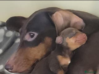 Miniature Dachshund dogs Lovely Miniature Dachshund Health Tested Puppies - Advert 1