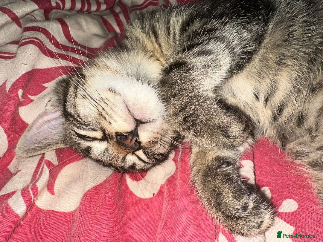 Mixed Breed cats for sale: 5 baby’s ready for there forever homes  - Image 5