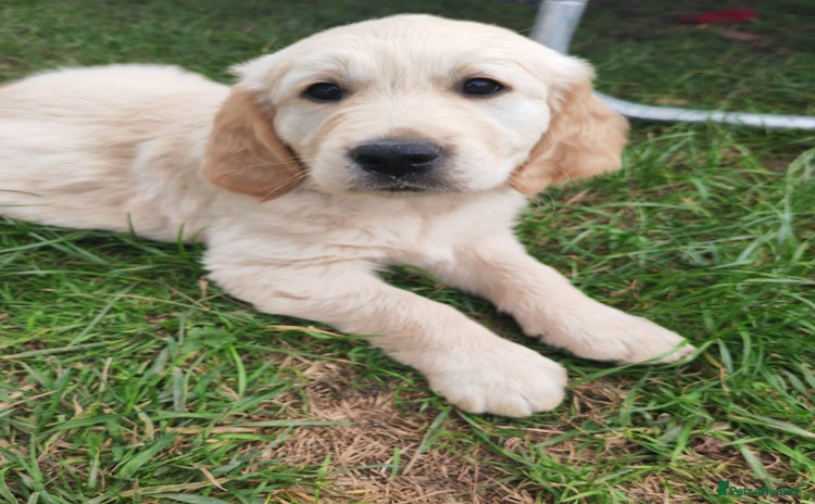 Golden Retriever dogs - Advert 3