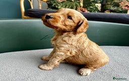 Double Doodle dogs for sale: Beautiful Double Doodle Puppies - Image 7