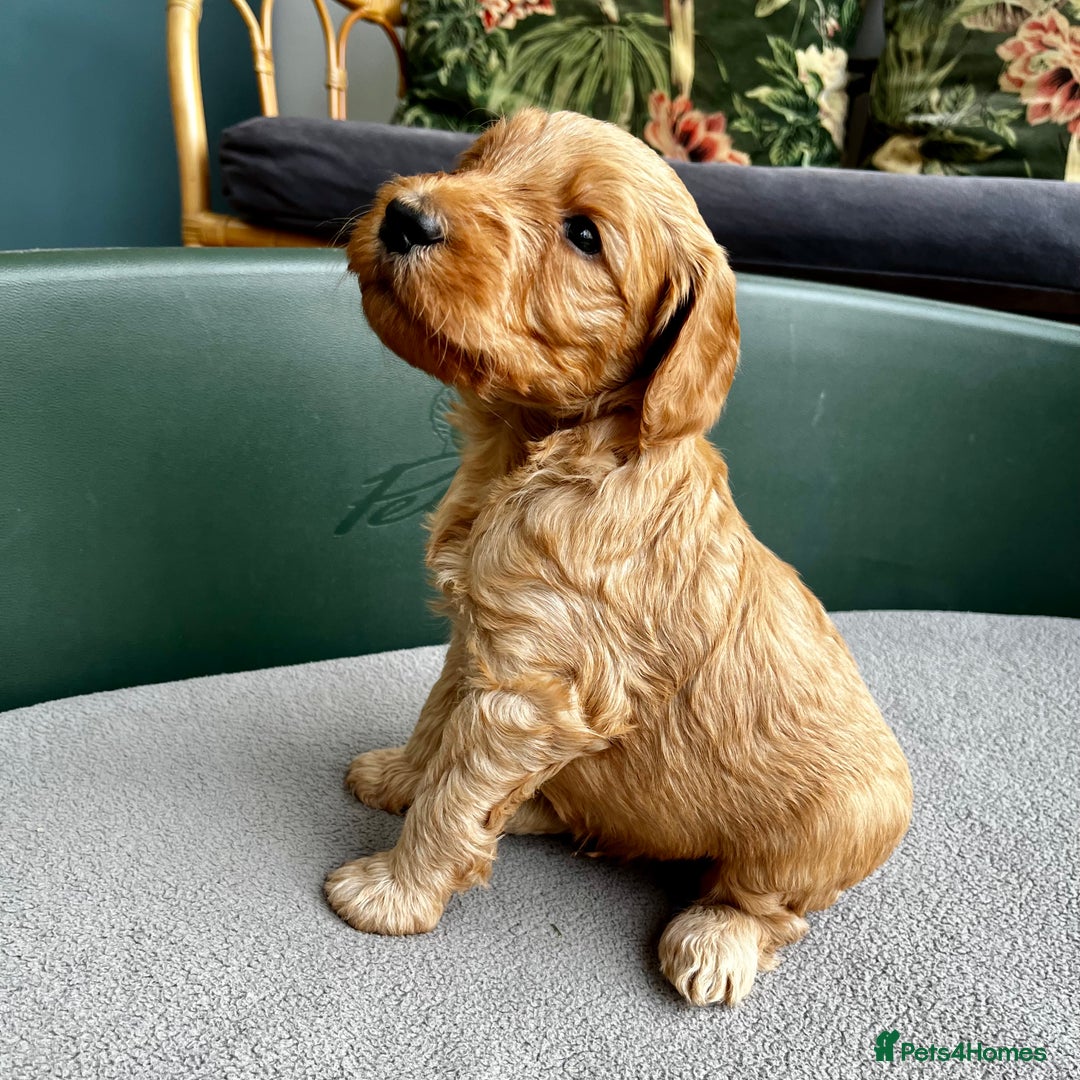 Double Doodle dogs for sale: Beautiful Double Doodle Puppies - Image 7