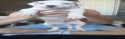 Staffordshire Bull Terrier dogs for sale: Puppys - Advert 2