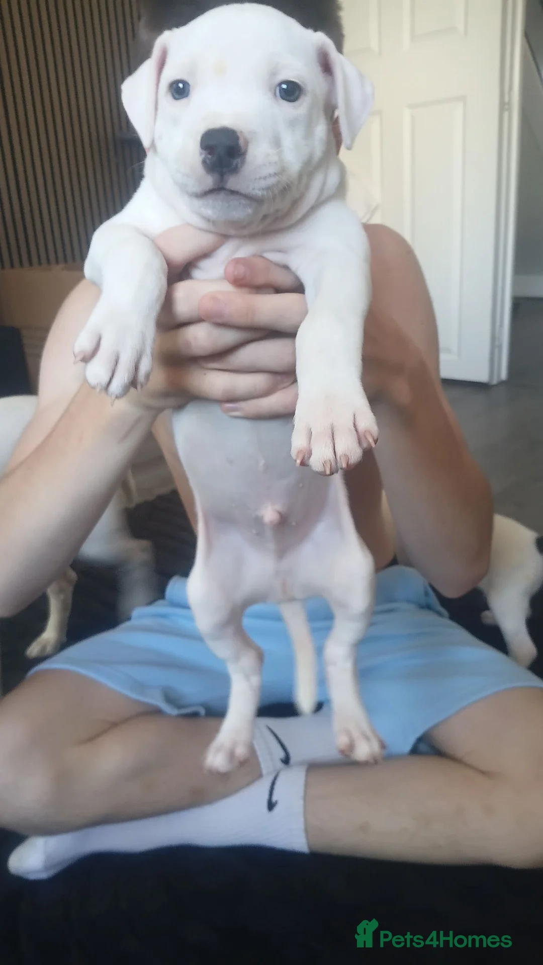 Staffordshire Bull Terrier dogs for sale: Puppys - Advert 2